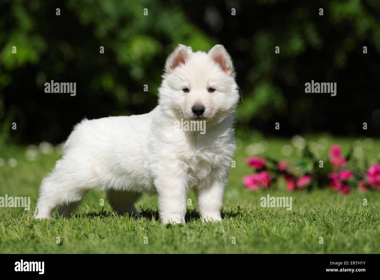 White Swiss Shepherd Puppy Stock Photo - Alamy