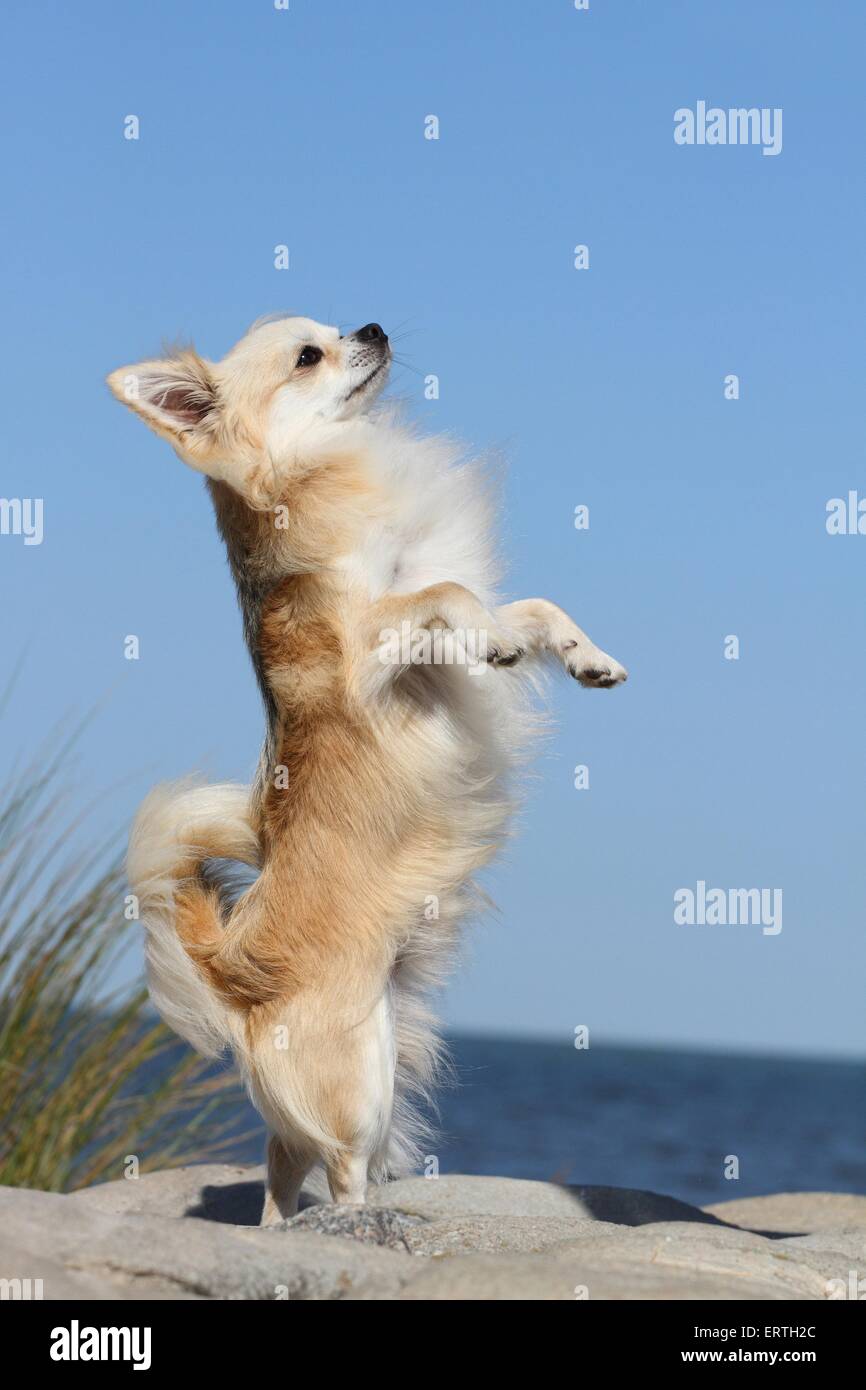longhaired Chihuahua shows trick Stock Photo