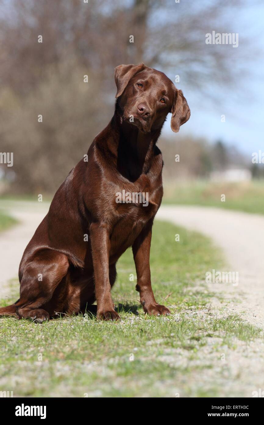 Chocolate Labrador Dog Sitting Stock Photos Chocolate Labrador