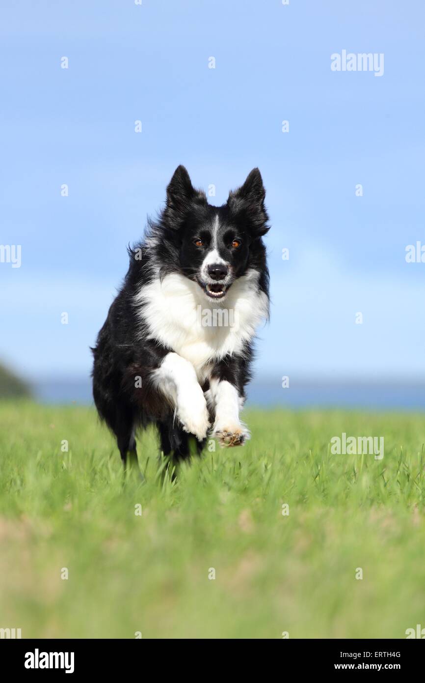 running Border Collie Stock Photo - Alamy