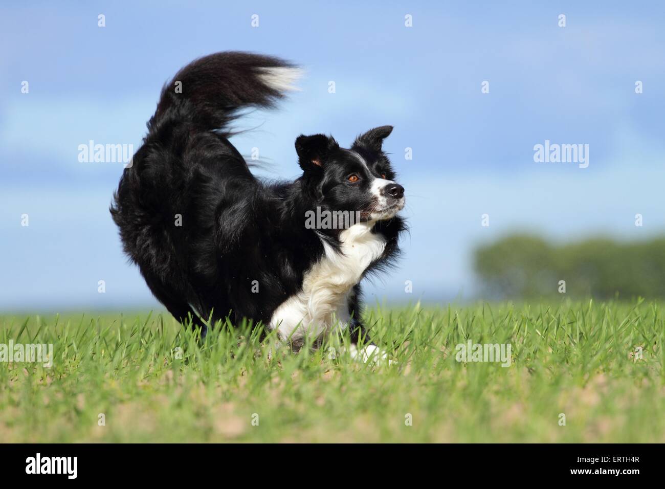 running Border Collie Stock Photo - Alamy