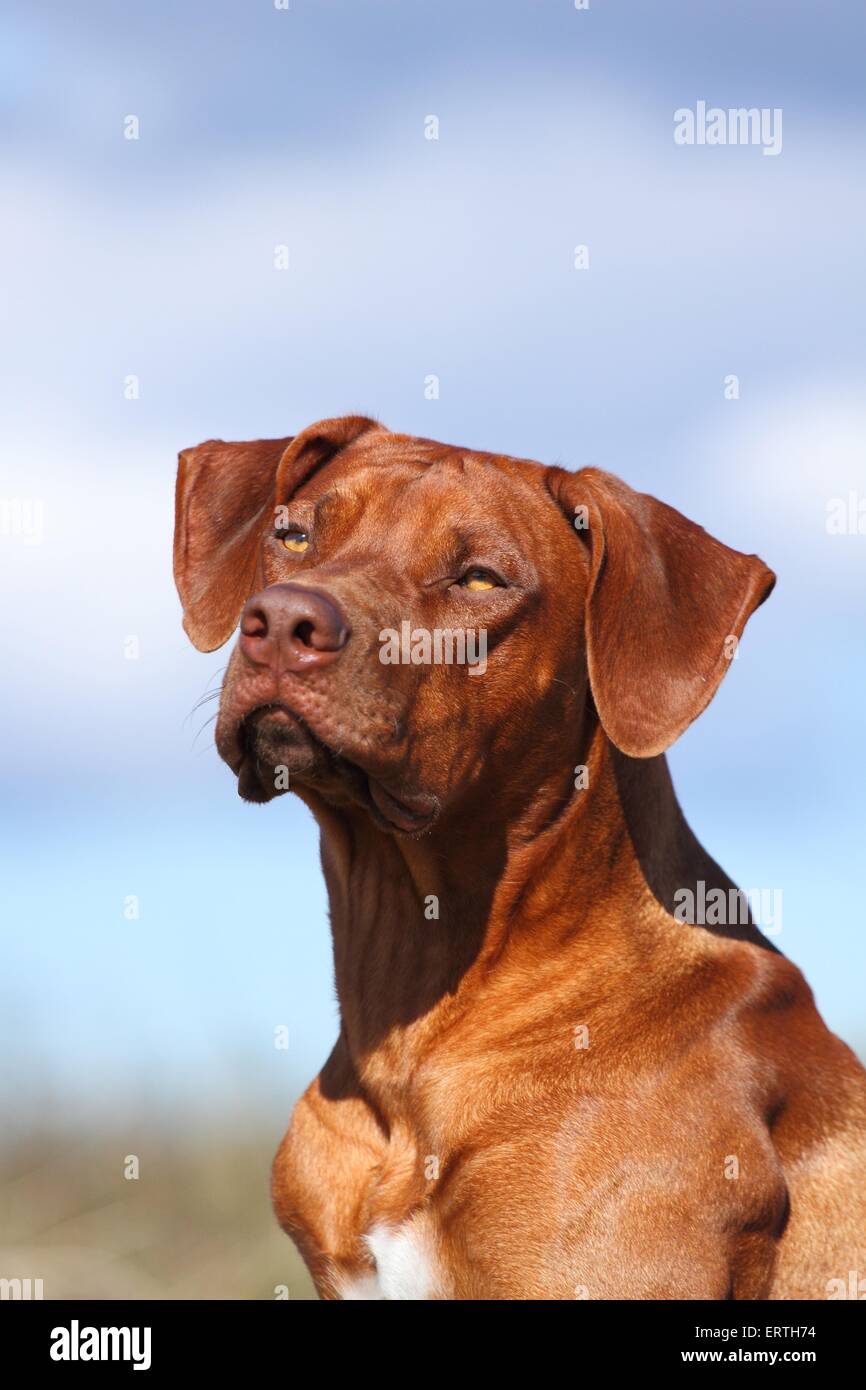 Rhodesian Ridgeback Portrait Stock Photo - Alamy