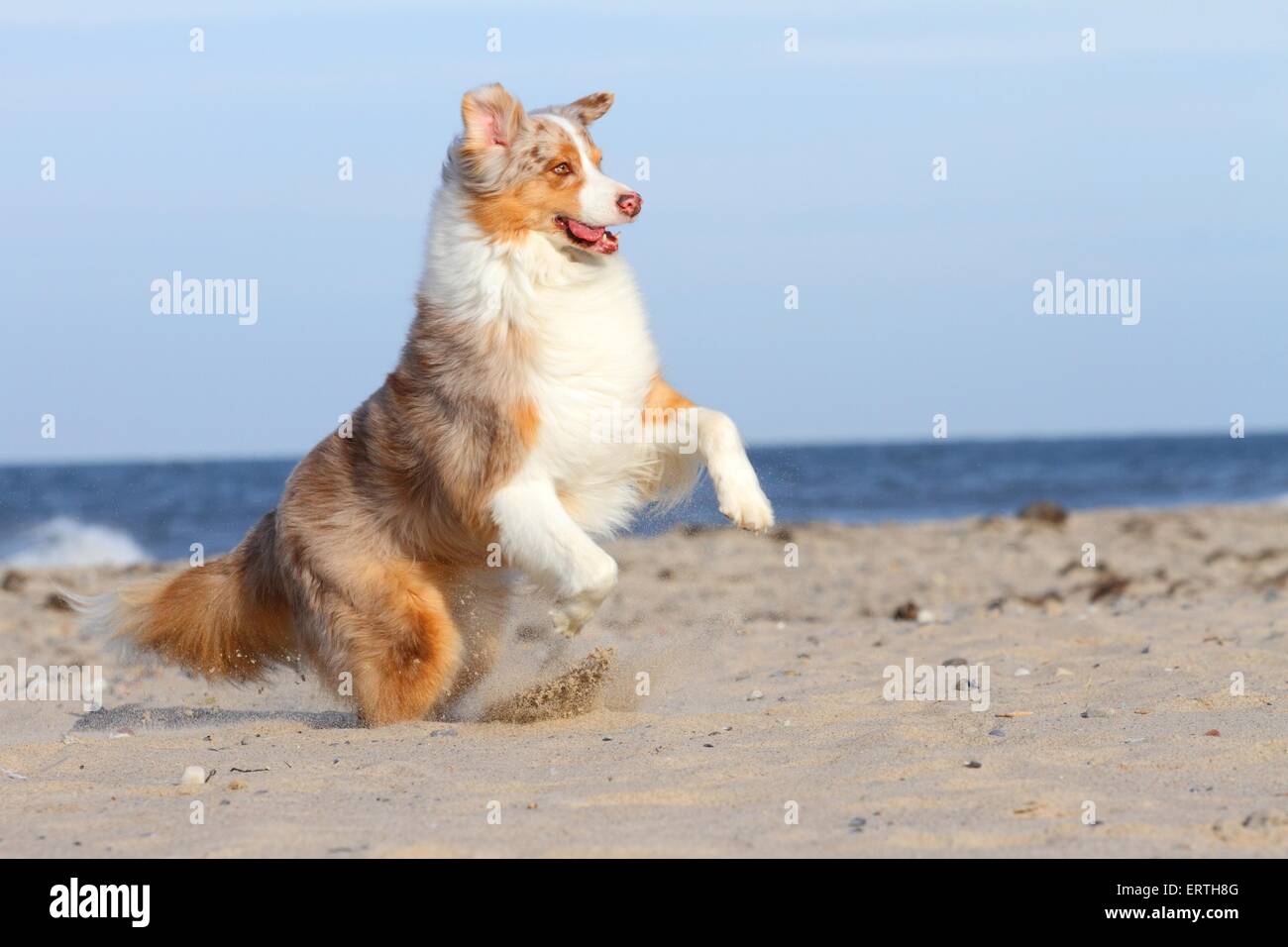running Australian Shepherd Stock Photo Alamy