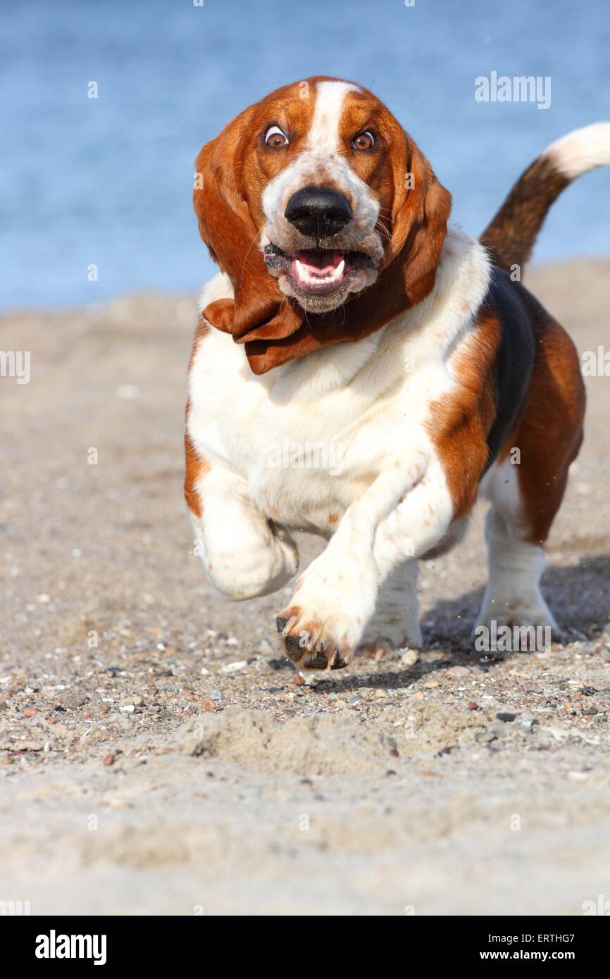 Basset running store