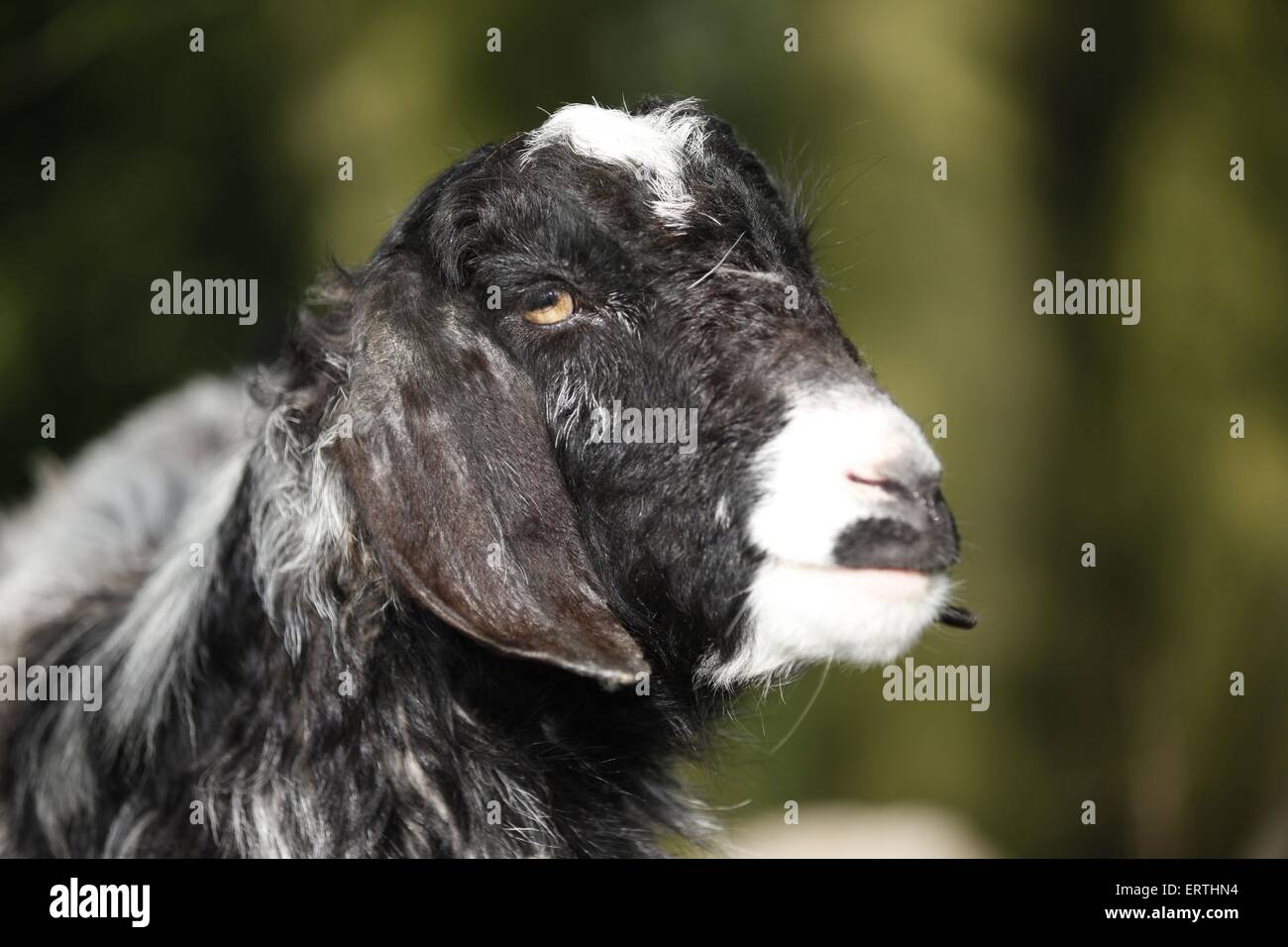 long-eared goat Stock Photo