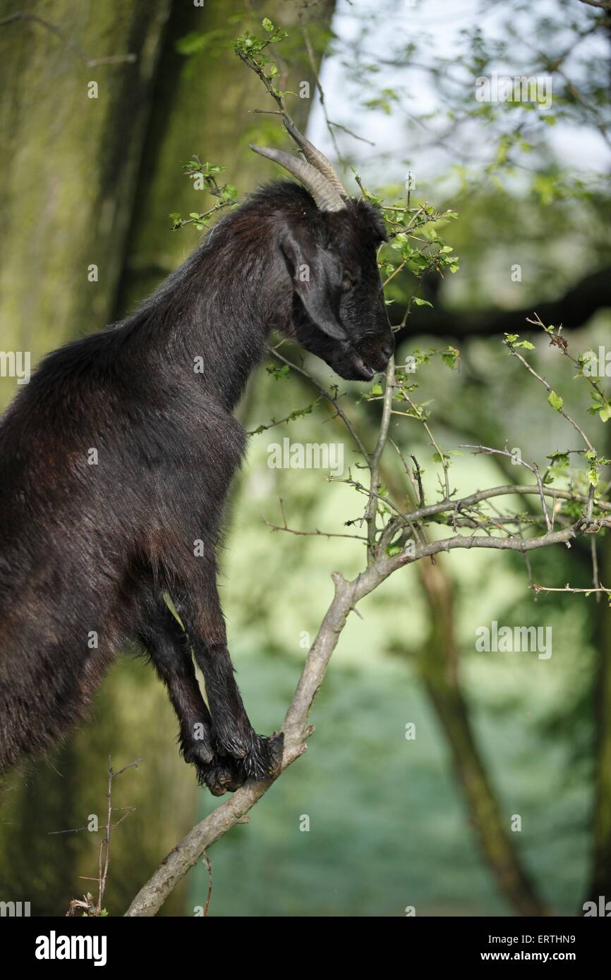 long-eared goat Stock Photo