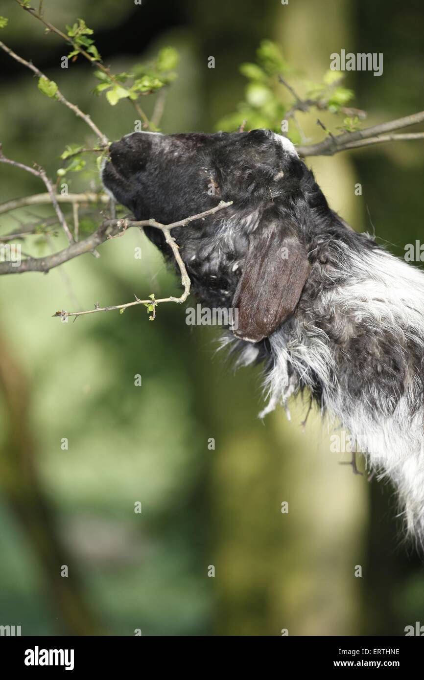 long-eared goat Stock Photo