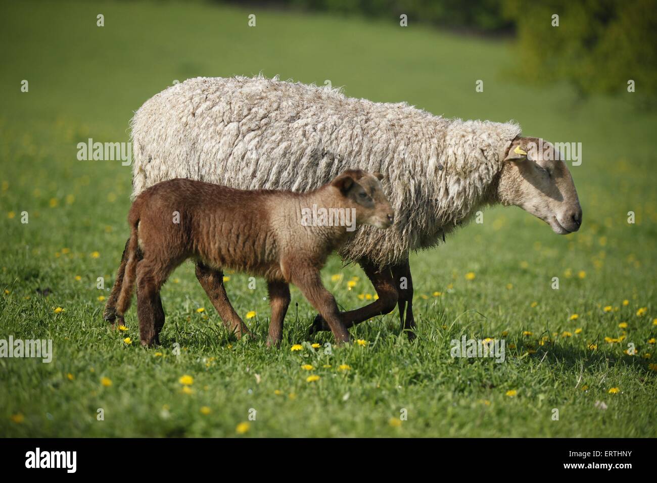 sheep with lamb Stock Photo