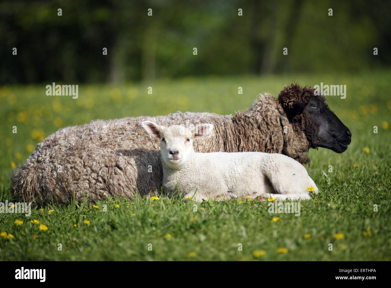 sheep with lamb Stock Photo