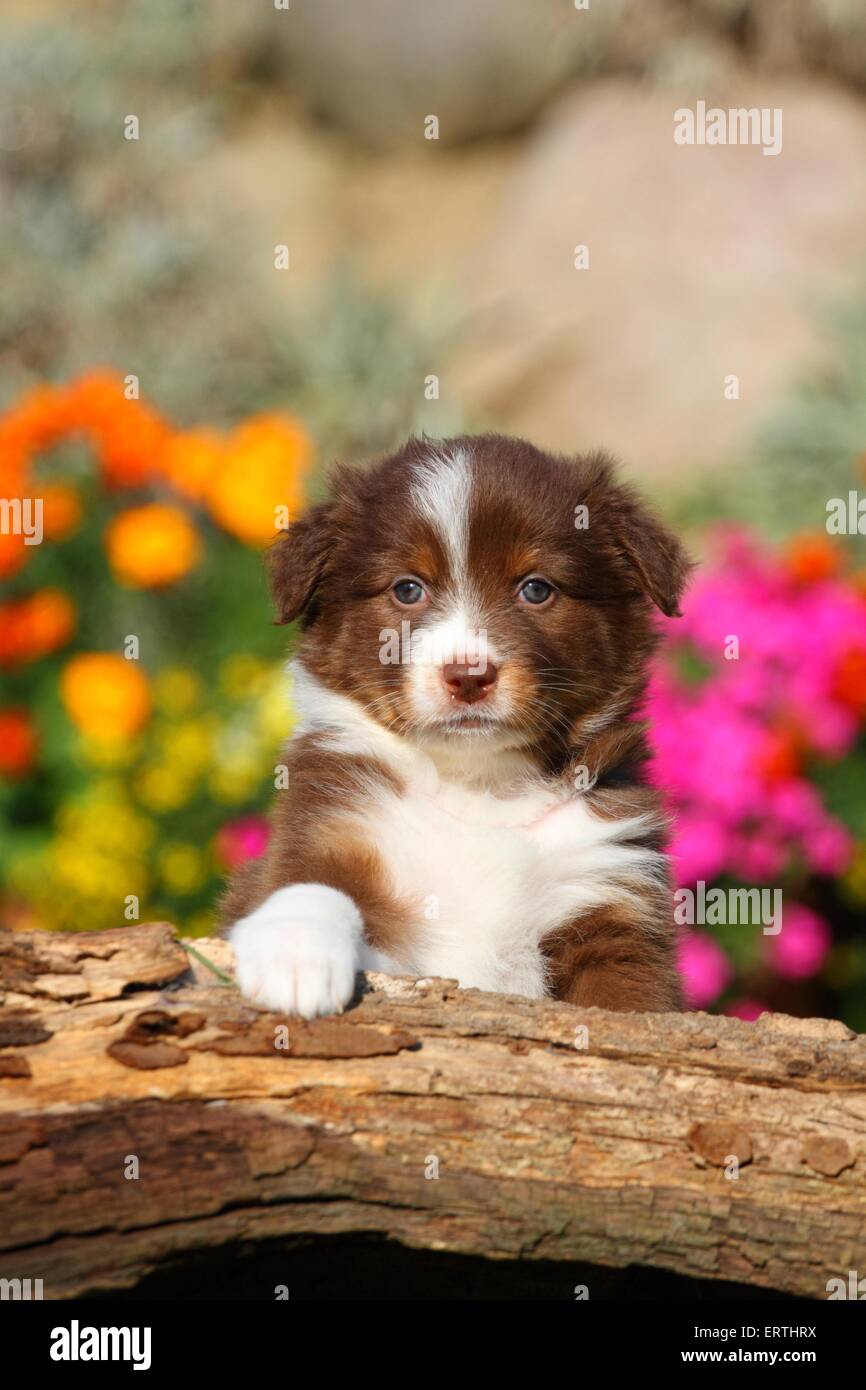 jeg er enig Forskellige utilfredsstillende Australian Shepherd Puppy Stock Photo - Alamy