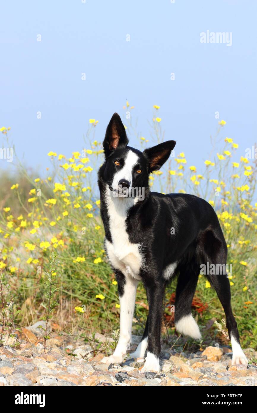 Standing Border Collie Stock Photo Alamy