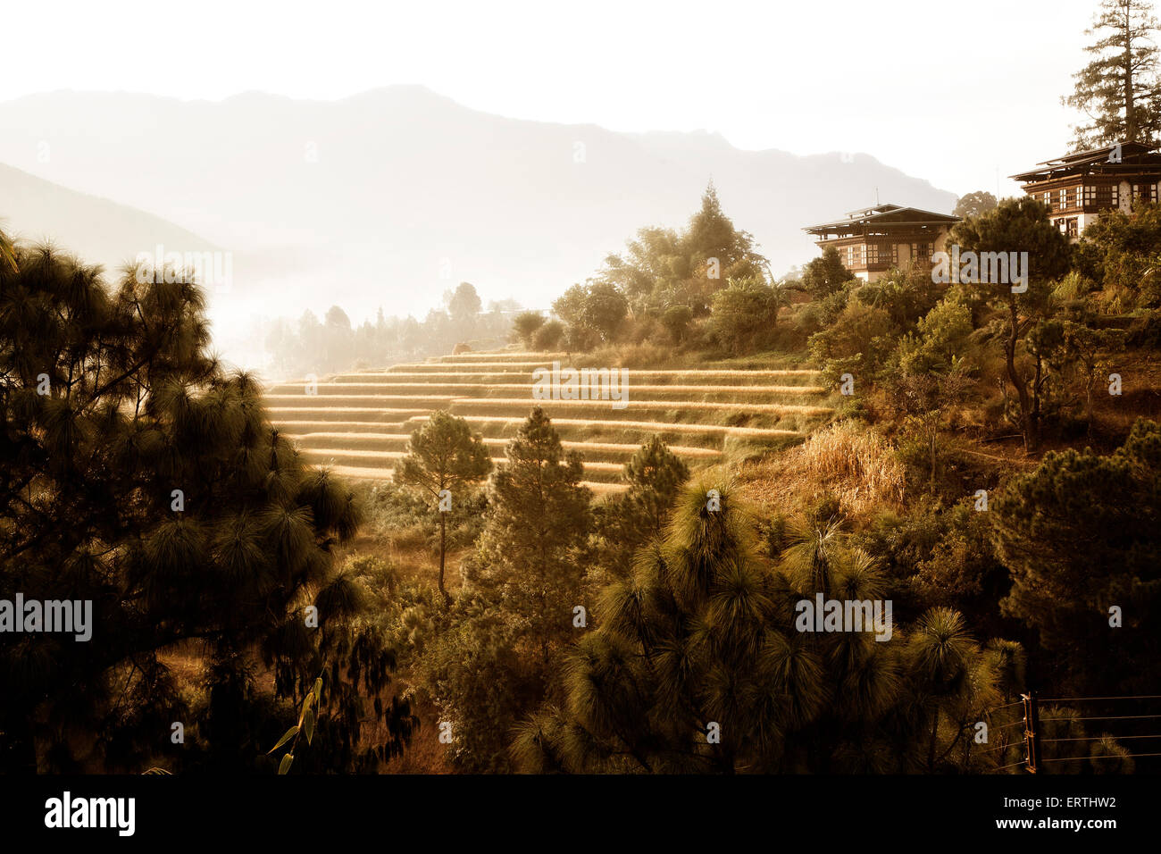 A terraced rice field in the Punakha Valley of Bhutan. Stock Photo