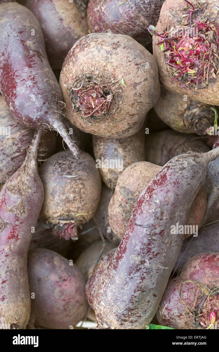 Beet root on a market (Beta vulgaris subsp. vulgaris var. conditiva) Stock Photo