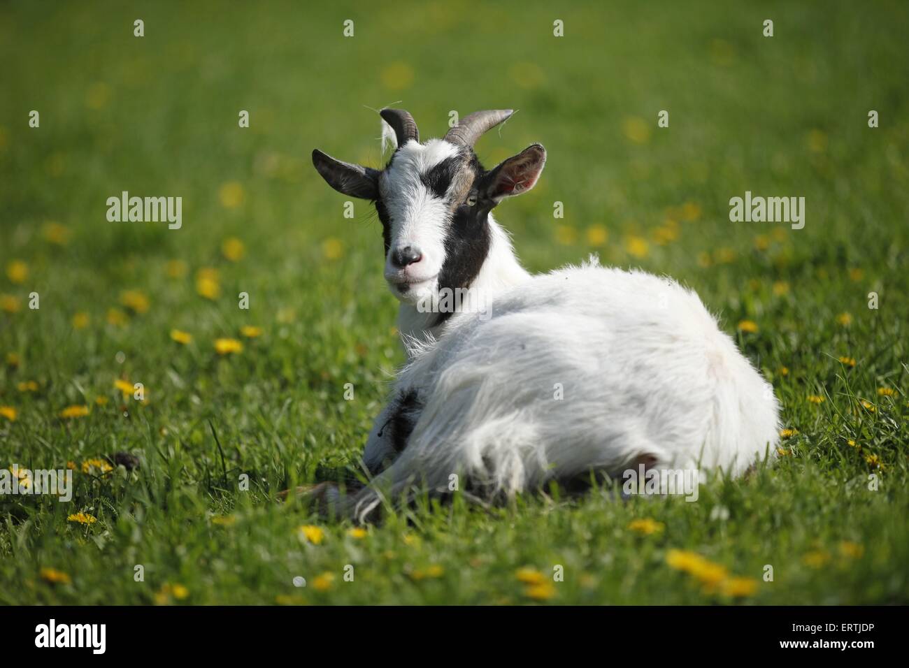 goat Stock Photo