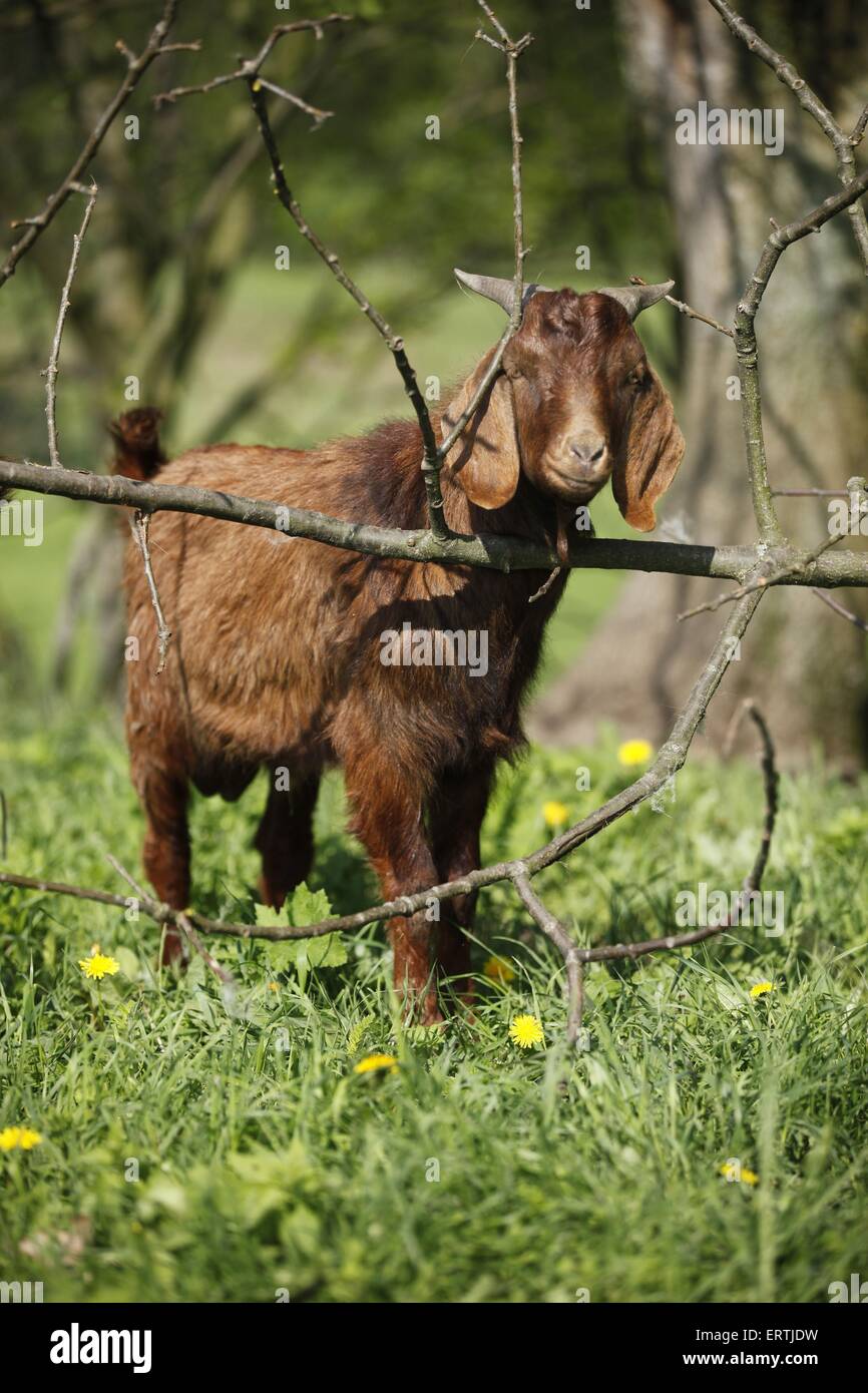 Goat eating twigs hires stock photography and images Alamy
