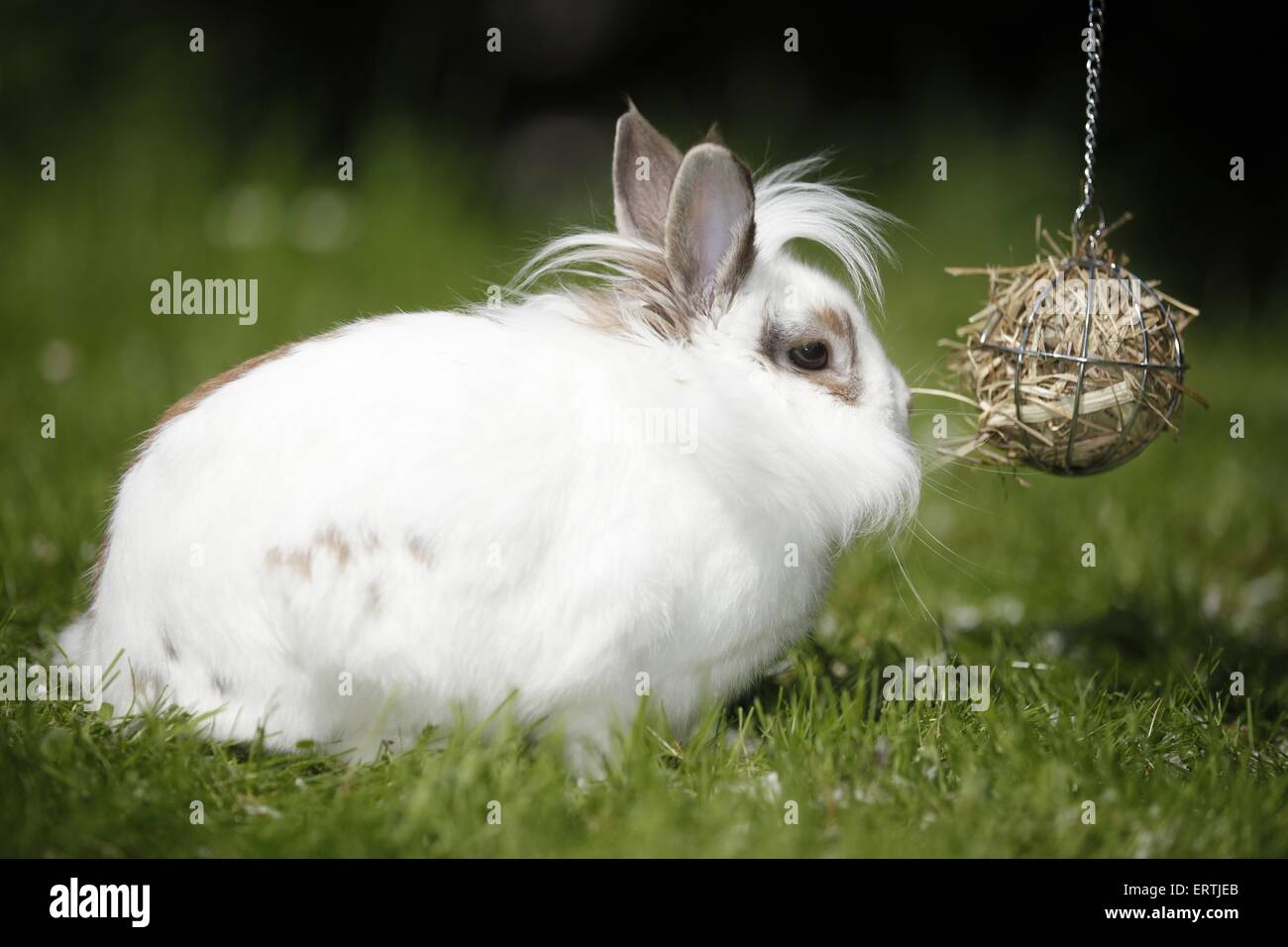 Rabbit eating hay hires stock photography and images Alamy