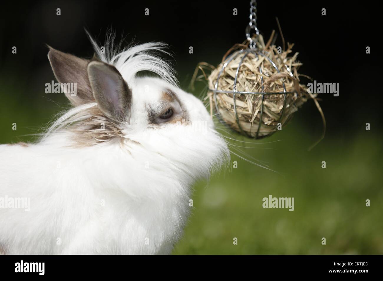 Rabbit side view eating grass hi-res stock photography and images - Alamy