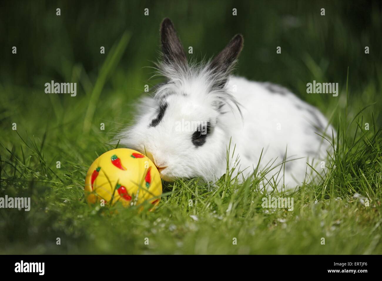 Rabbit, pet, toys hi-res stock photography and images - Alamy