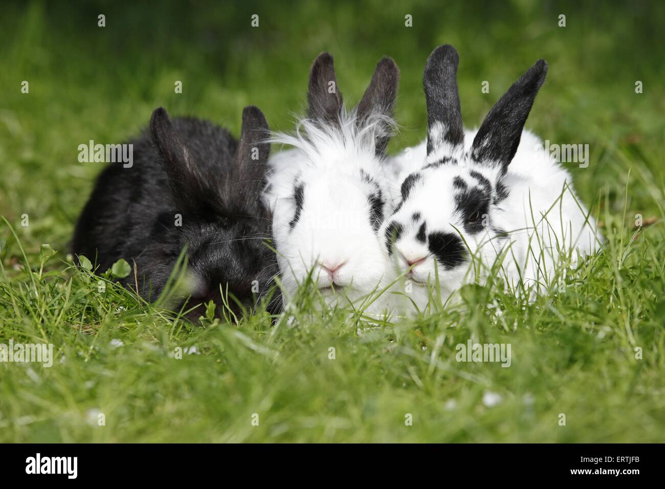 Rabbit outdoor hires stock photography and images Alamy