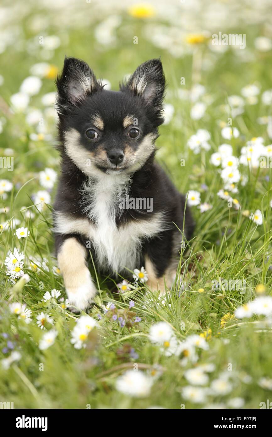 puppy Stock Photo