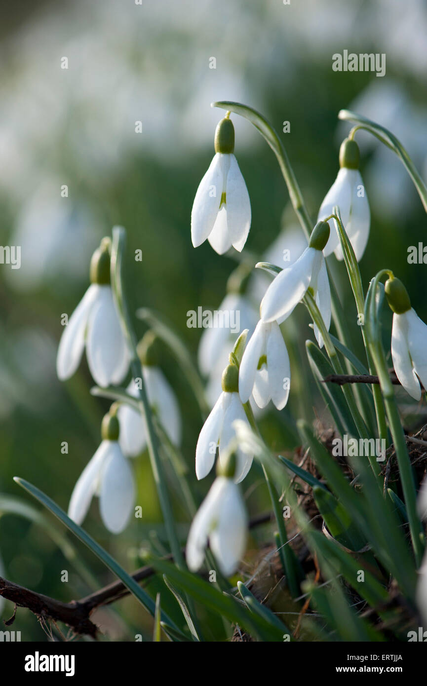 Snowdrop (Galanthus nivalis) in its natural environment Stock Photo