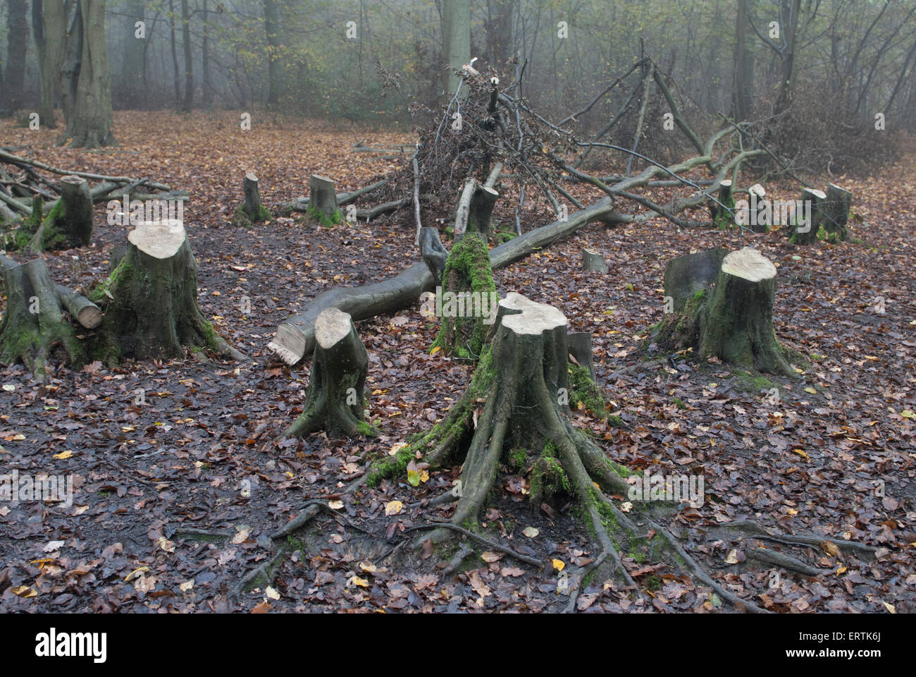 Coppicing in woodland at Ruislip Lido Stock Photo