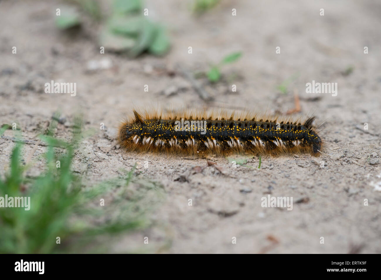 Drinker moth (Philudoria potatoria). Late instar caterpillar searching for a place to pupate. Stock Photo