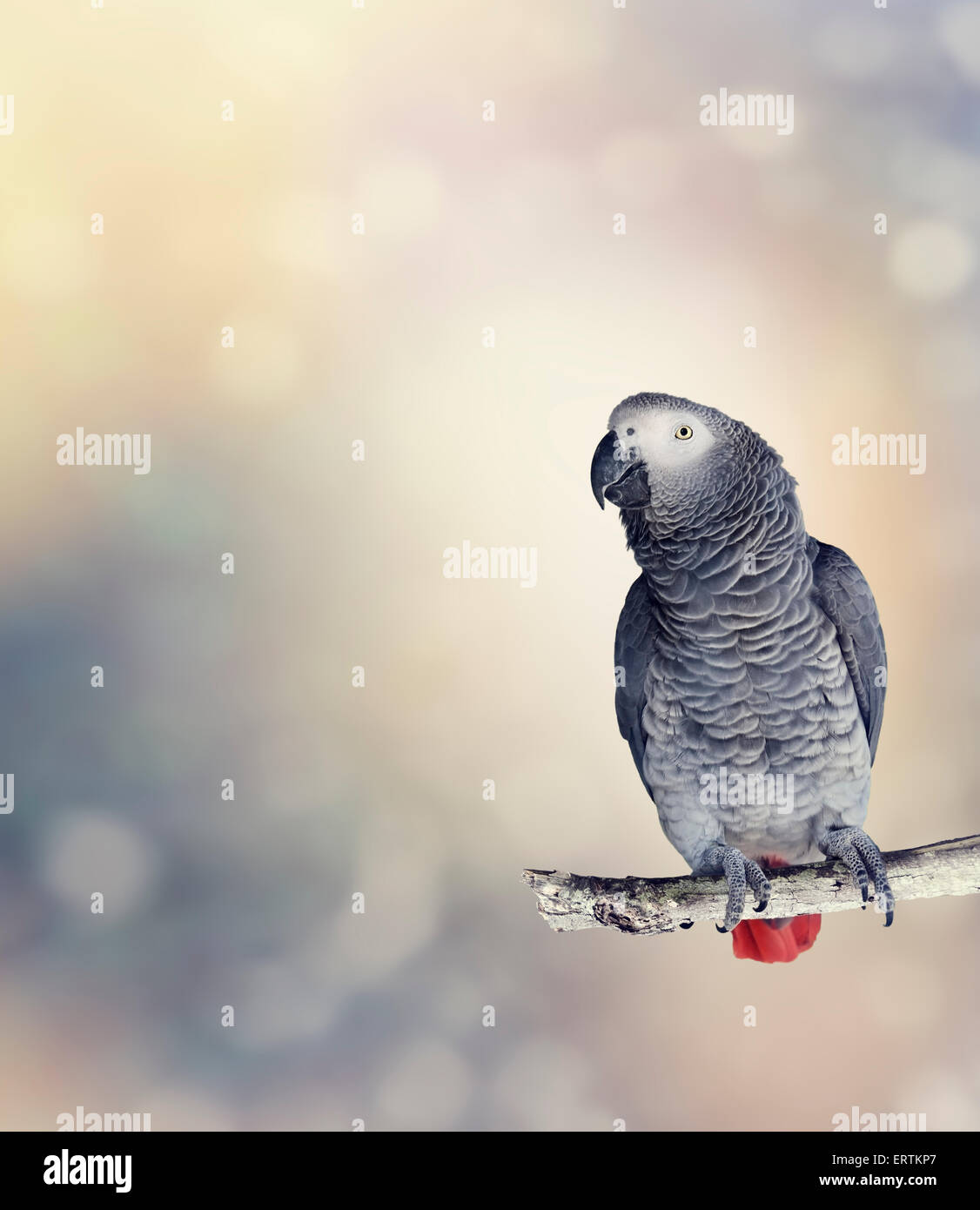 African Grey Parrot Perches On A Branch Stock Photo