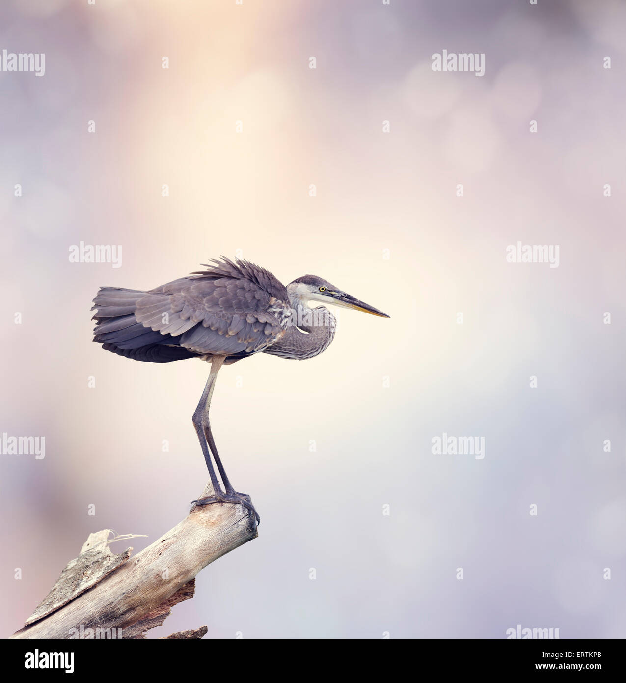Great Blue Heron Perches On A Branch Stock Photo