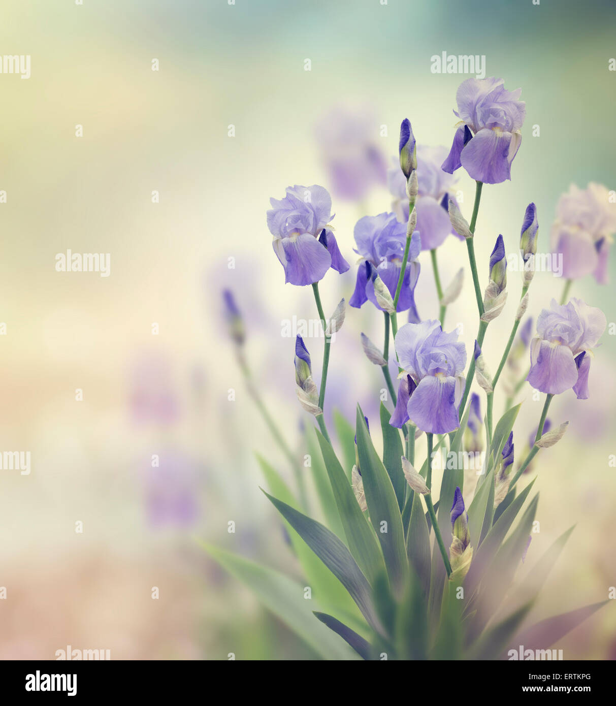 Iris Purple