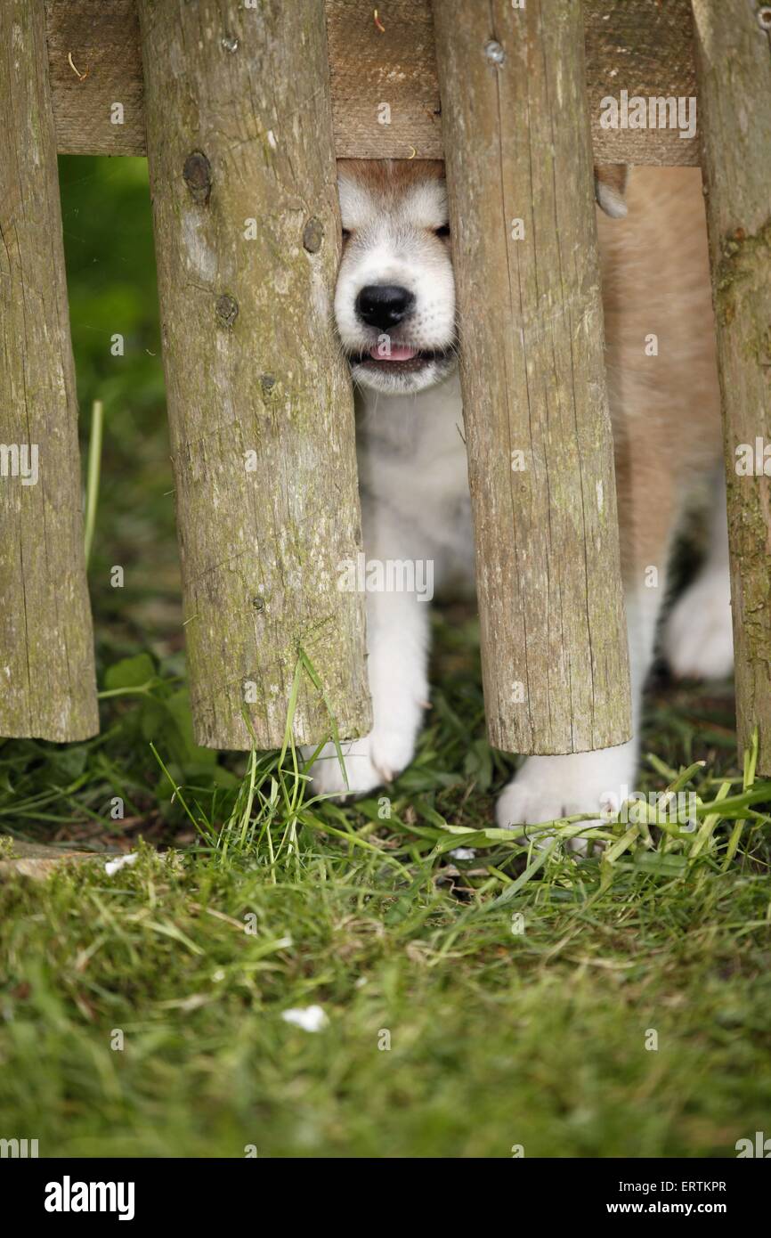 Akita Inu puppy at fence Stock Photo