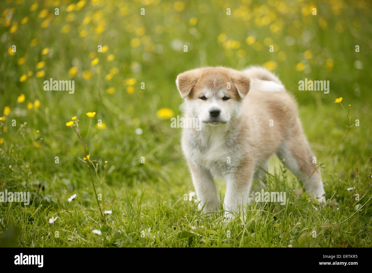 Akita Inu puppy Stock Photo