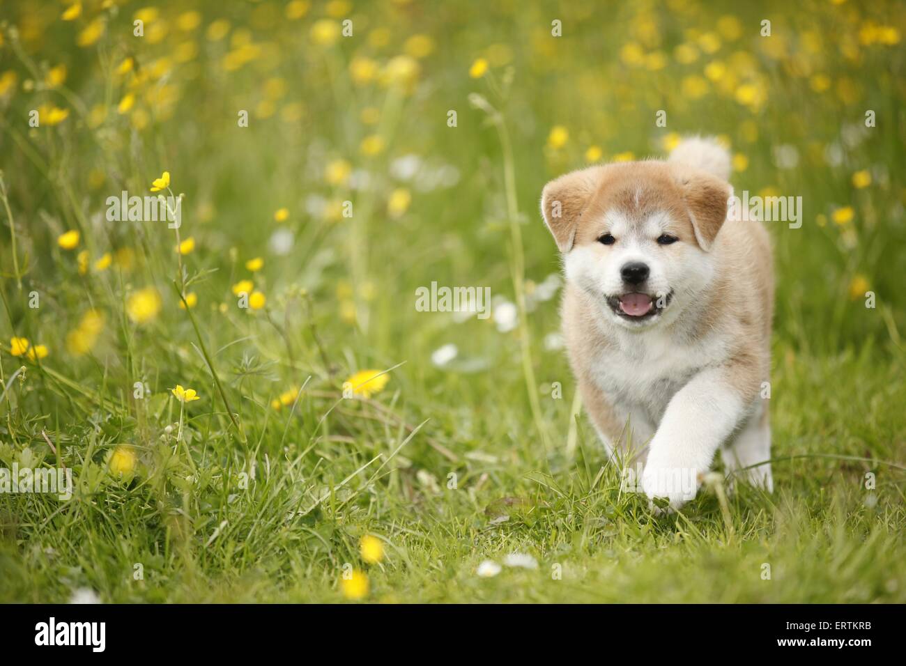 Akita Inu puppy Stock Photo