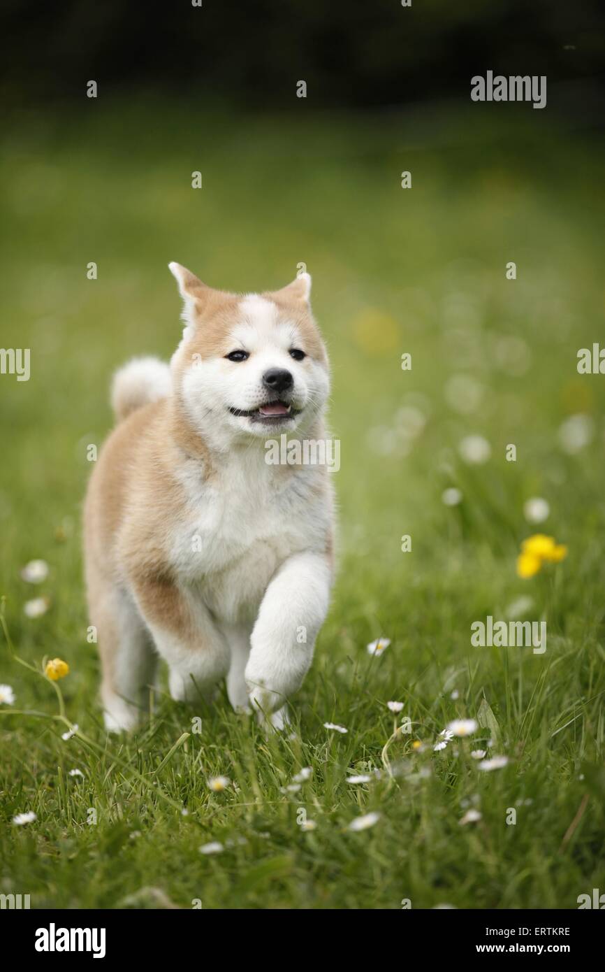 Akita Inu puppy Stock Photo