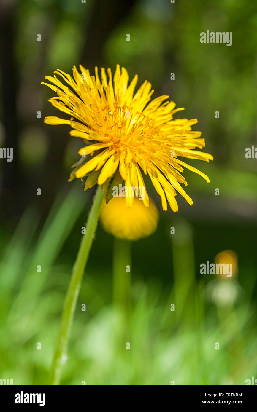 Dandelion flower stem leaf hi-res stock photography and images - Alamy