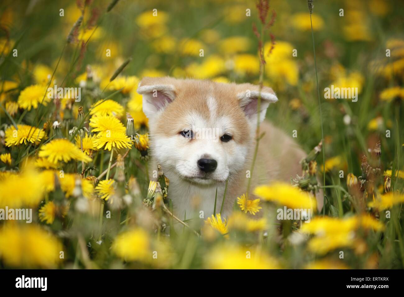 Akita Inu puppy Stock Photo