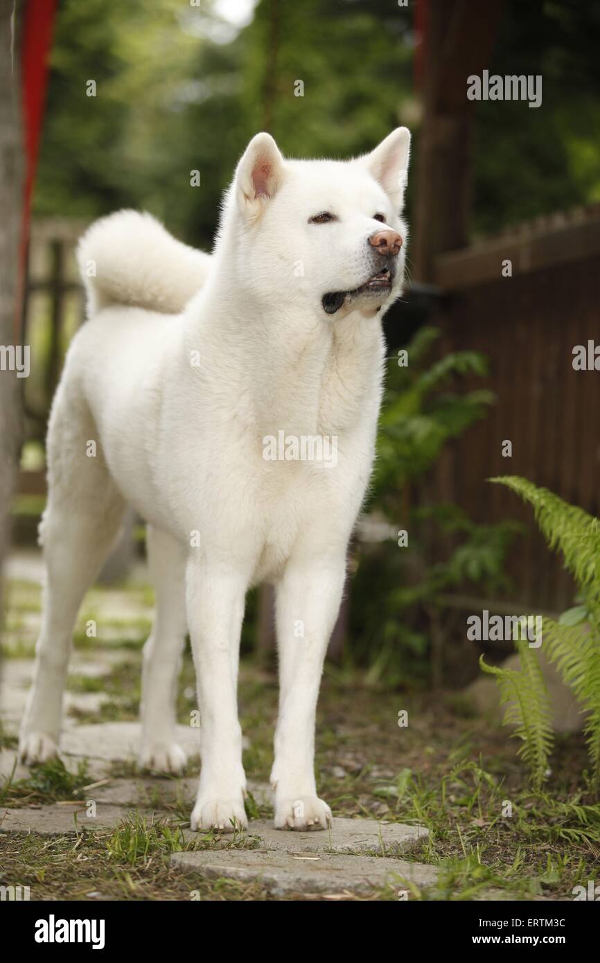 standing Akita Inu Stock Photo