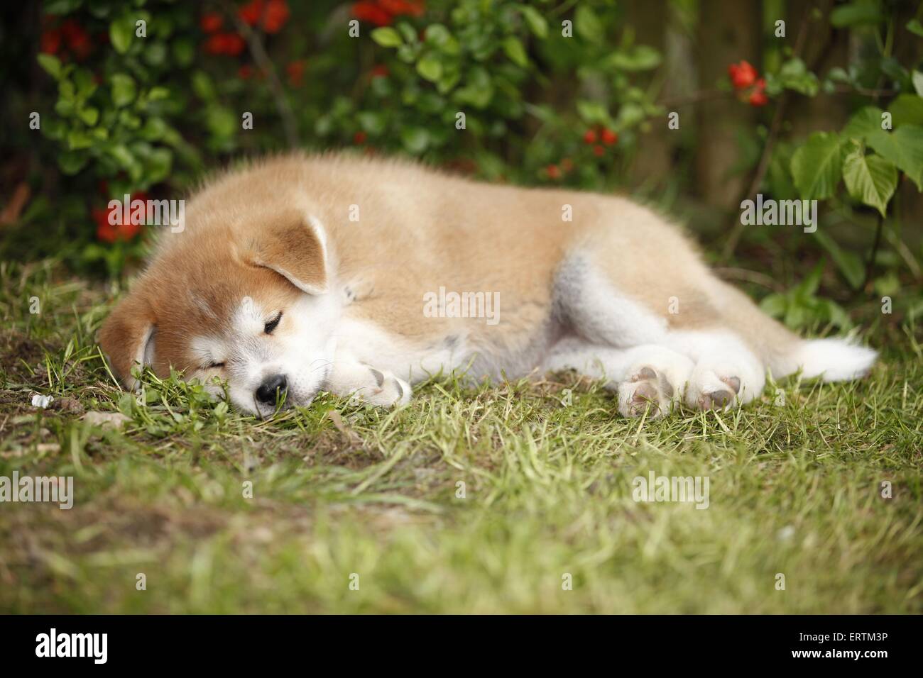 lying Akita Inu Puppy Stock Photo