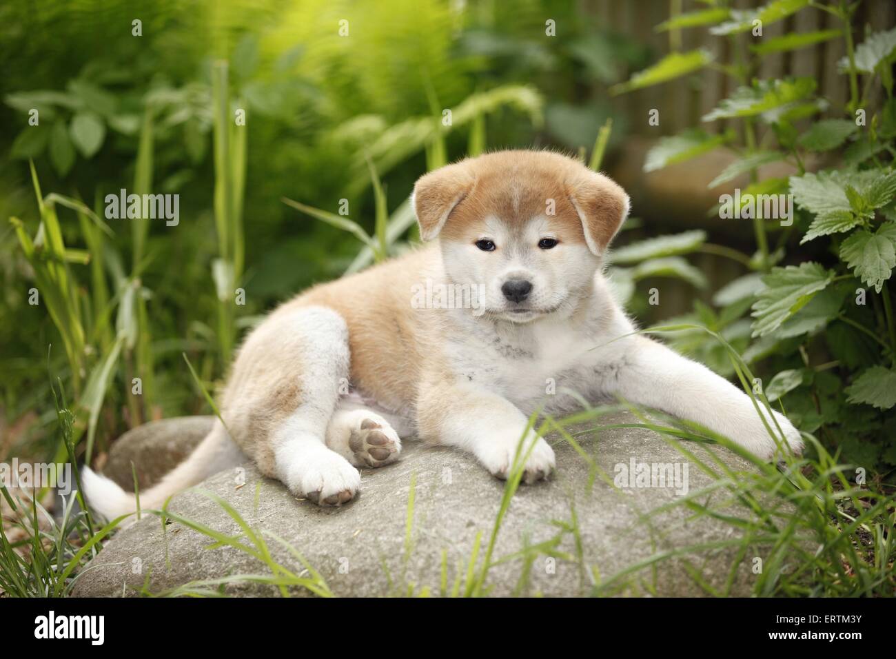 Cute akita puppy outside hi-res stock photography and images - Alamy