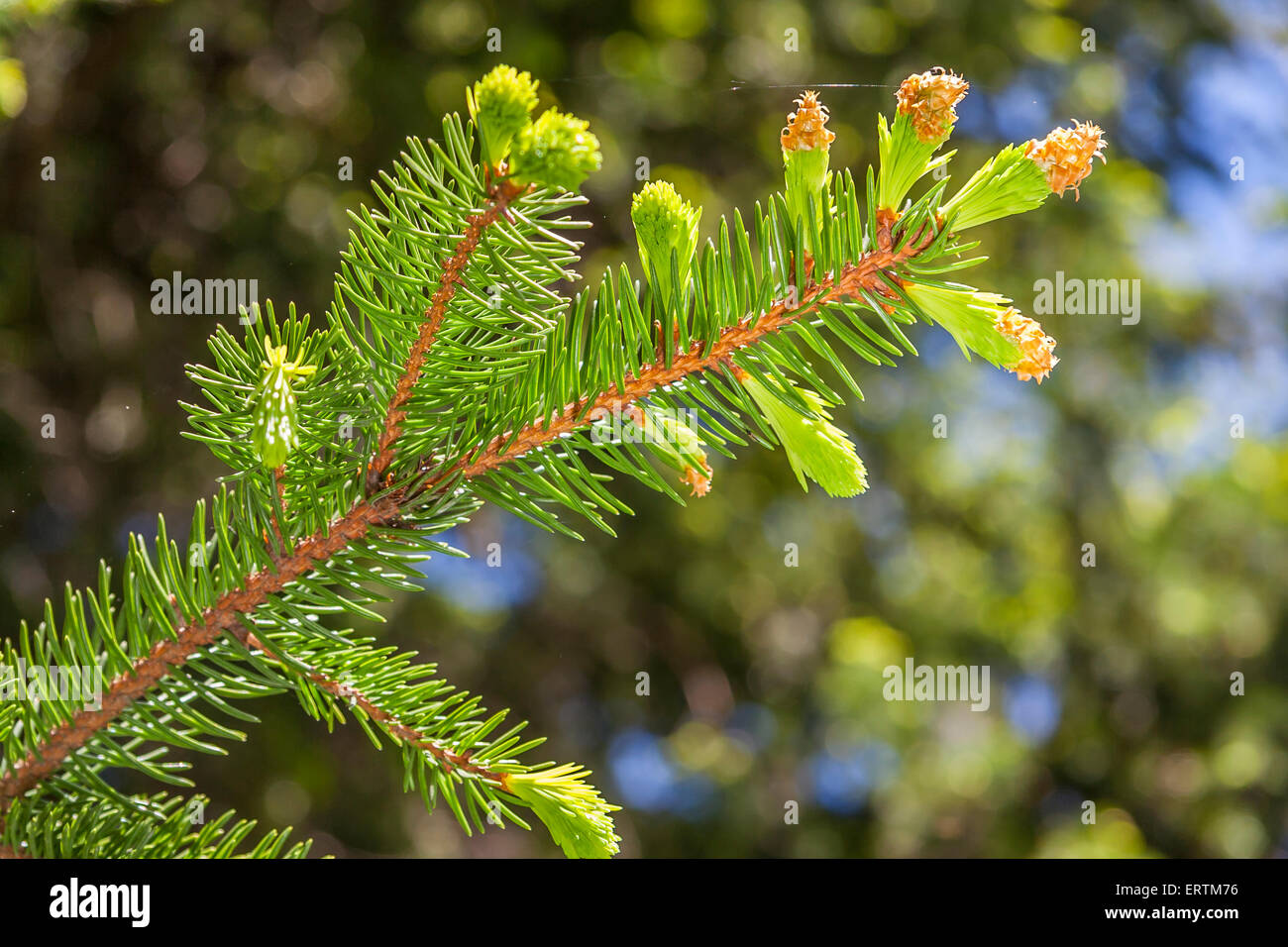New growth pine tree hires stock photography and images Alamy
