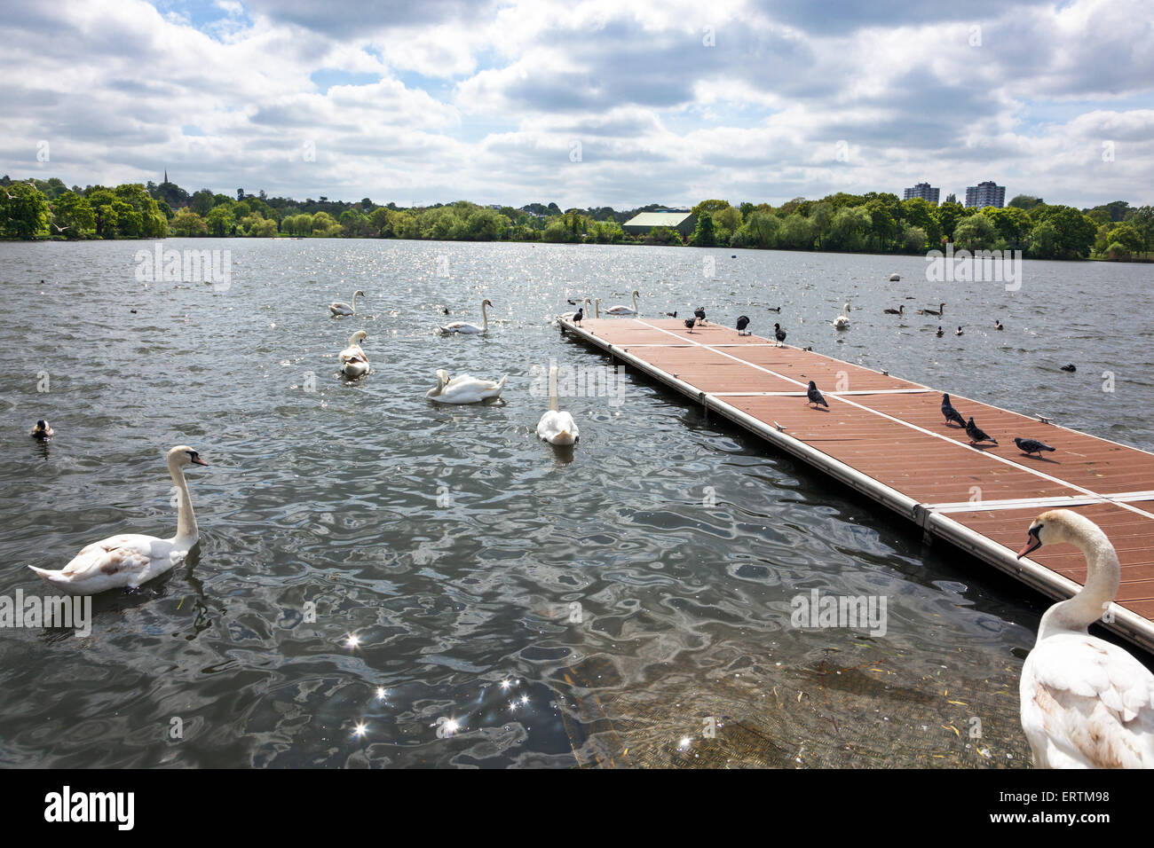Birds, ducks and swans on a pond at Wimbledon Park, London, England Stock Photo
