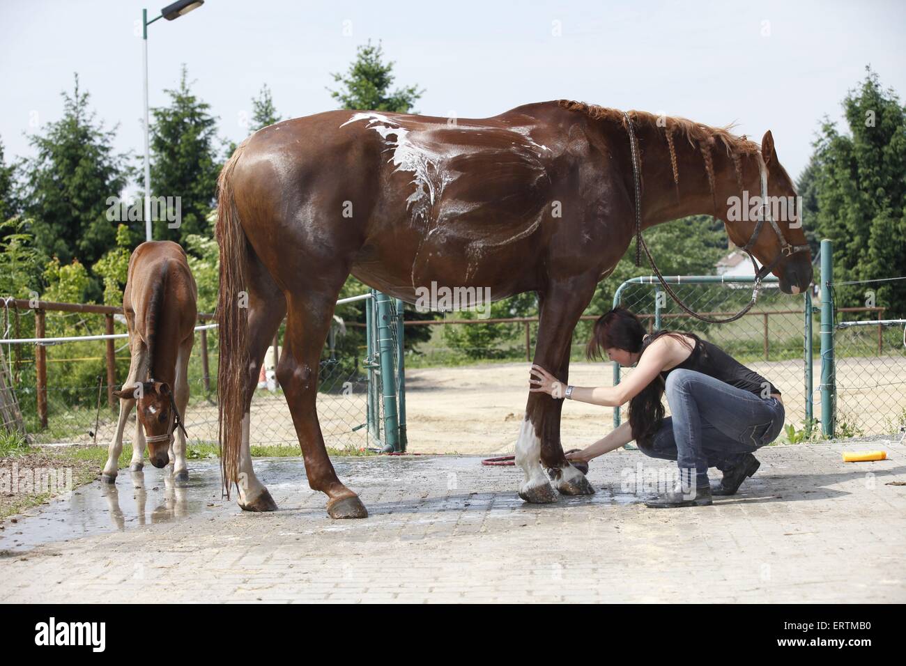 horse takes shower Stock Photo Alamy