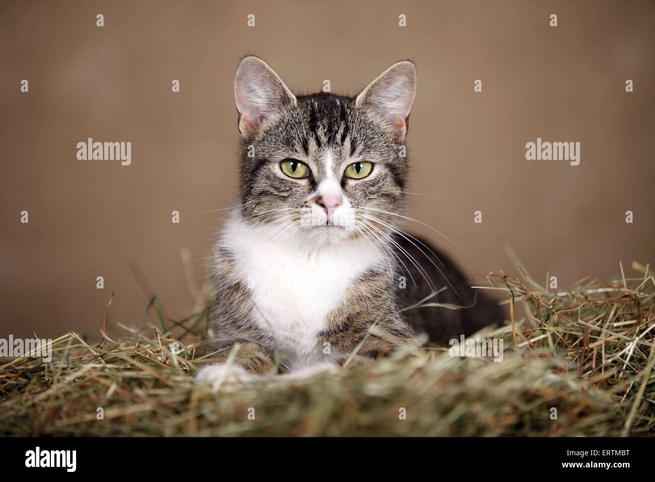 domestic cat Stock Photo