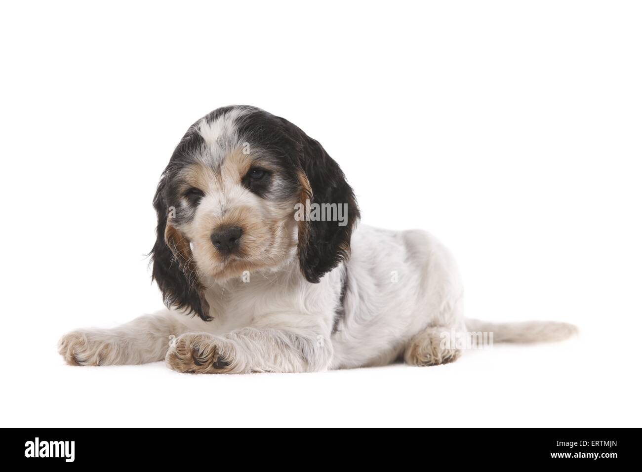 lying Cocker puppy Stock Photo - Alamy