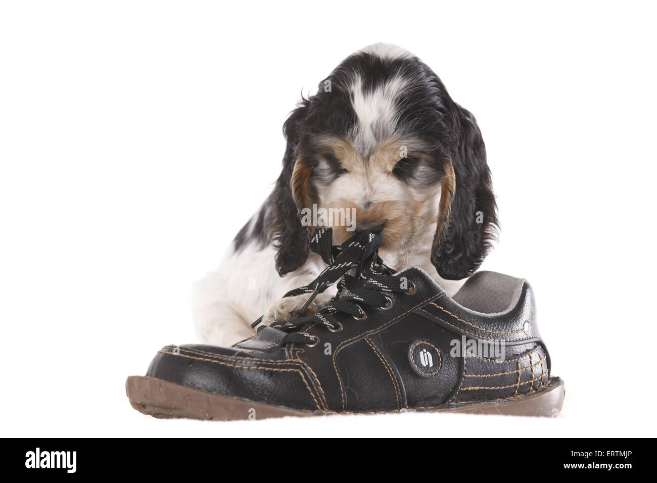Cocker spaniel puppy pedigree Cut Out Stock Images Pictures Alamy