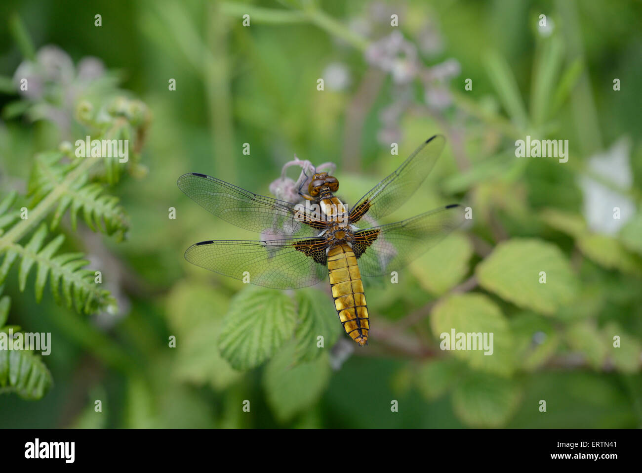 Broad-bodied chaser dragonfly (Libellula depressa). Adult female Stock Photo