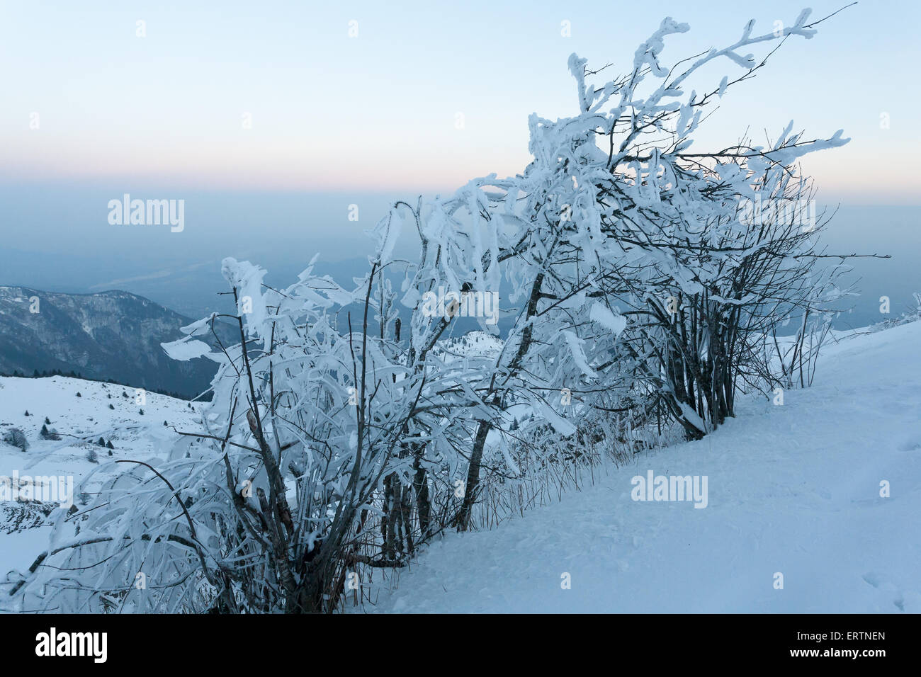 A close up of a frozen tree Stock Photo - Alamy