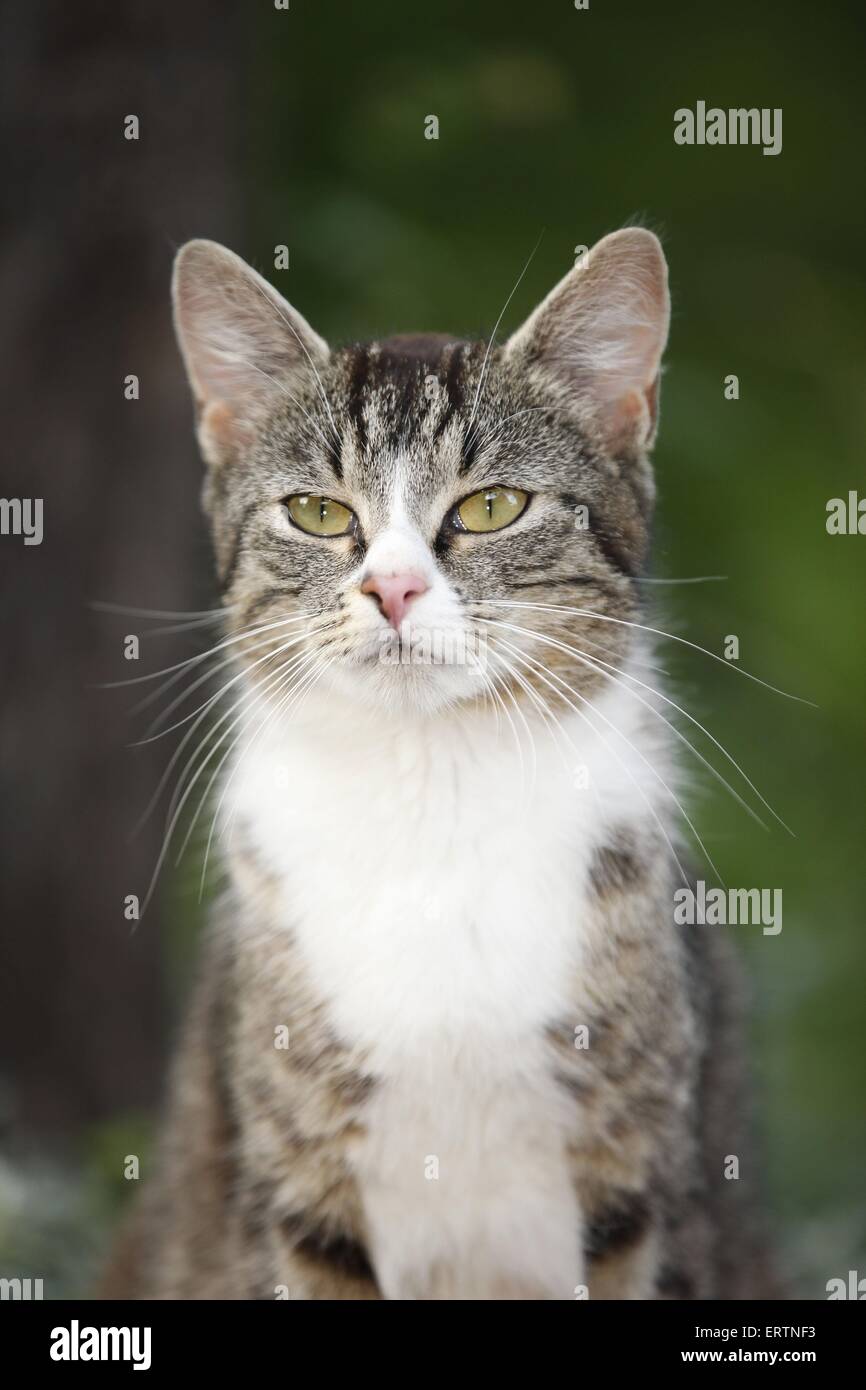 domestic cat portrait Stock Photo