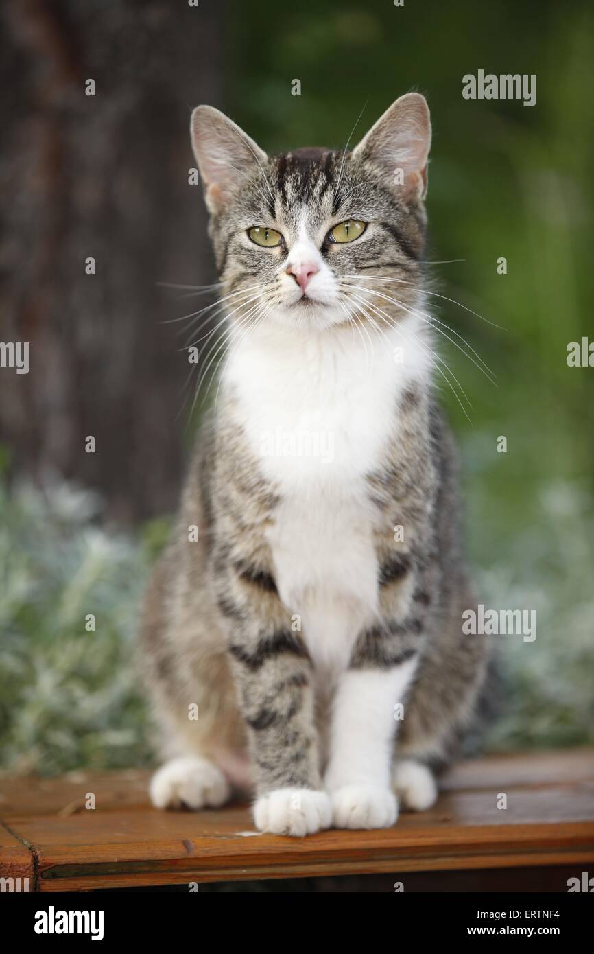sitting domestic cat Stock Photo