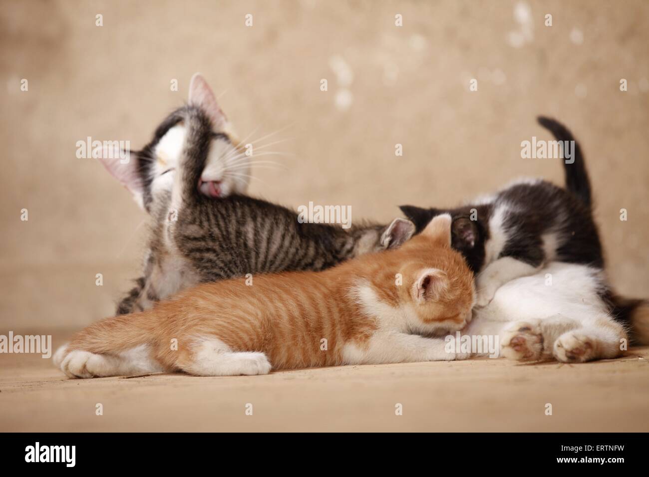 domsetic cats Stock Photo